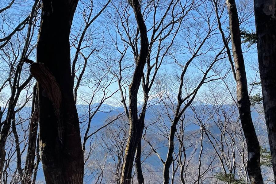 枝の隙間に見え隠れする富士山