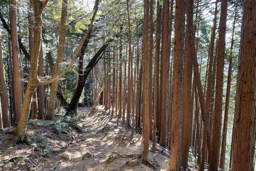 杉林のなかを下りが続く