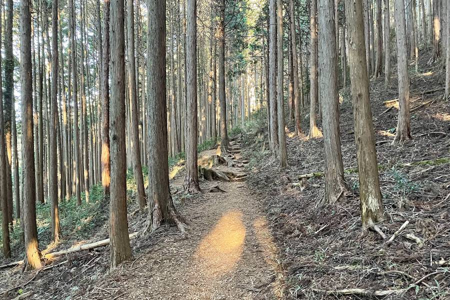 高水山の登山道。杉林が続く。