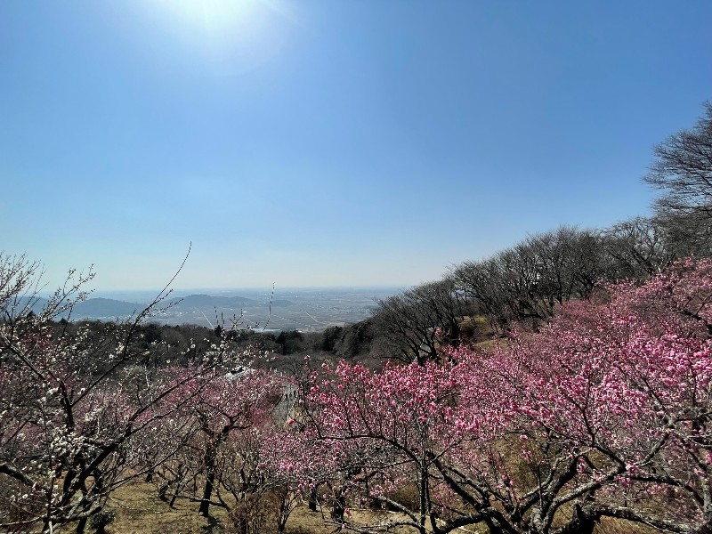 筑波山梅林の様子