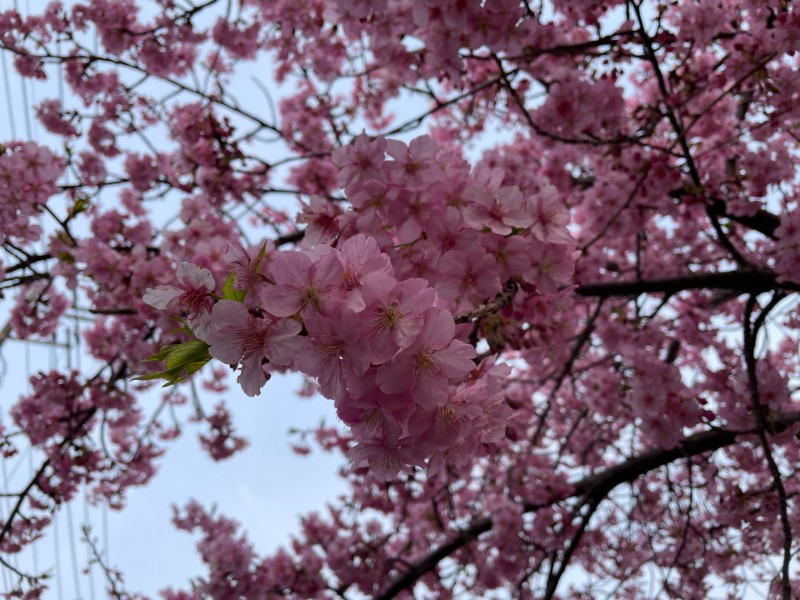 サクラの花の写真。露出補正なし